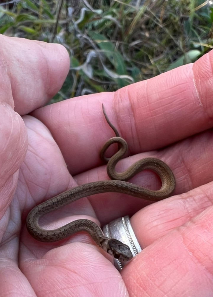 DeKay's Brown Snake
